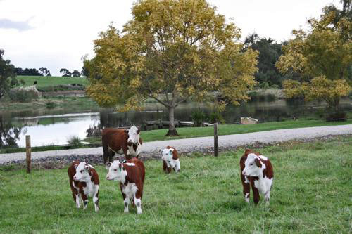 Inquisitive cattle can occasionally be seen near Little Lake Cottage