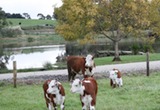 Little Lake Cottage - Cattle