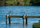 Little Lake Cottage - Jetty with Bird
